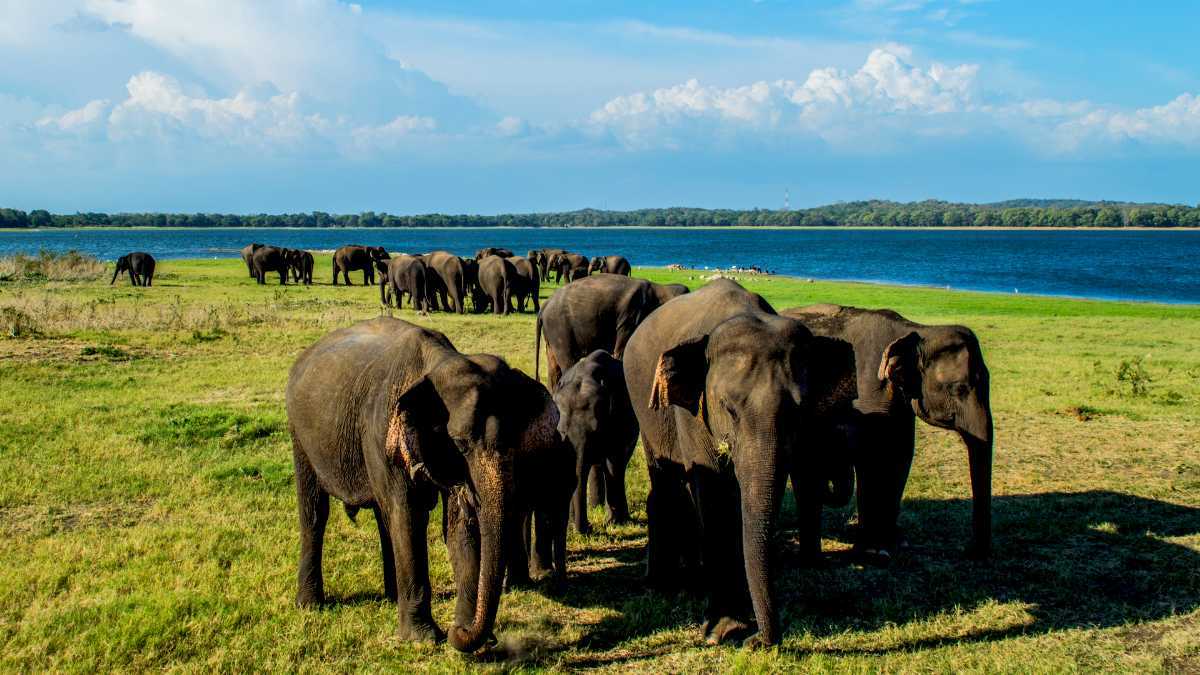 Private Car and Driver Services in Sri Lanka: Your Ultimate Travel Companion