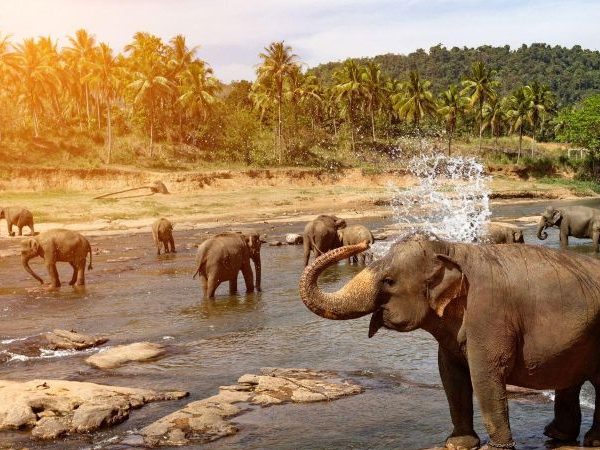 Sri lanka Nature & Wildlife Tour