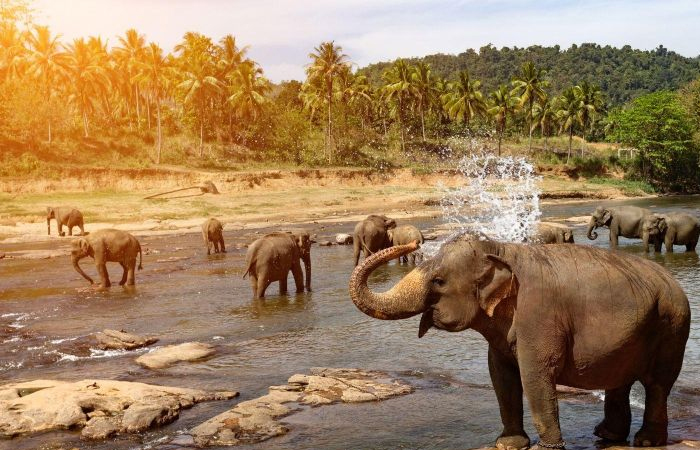 Sri lanka Nature & Wildlife Tour