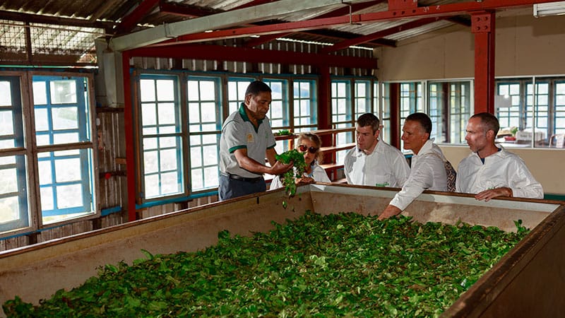 Tea Plantation