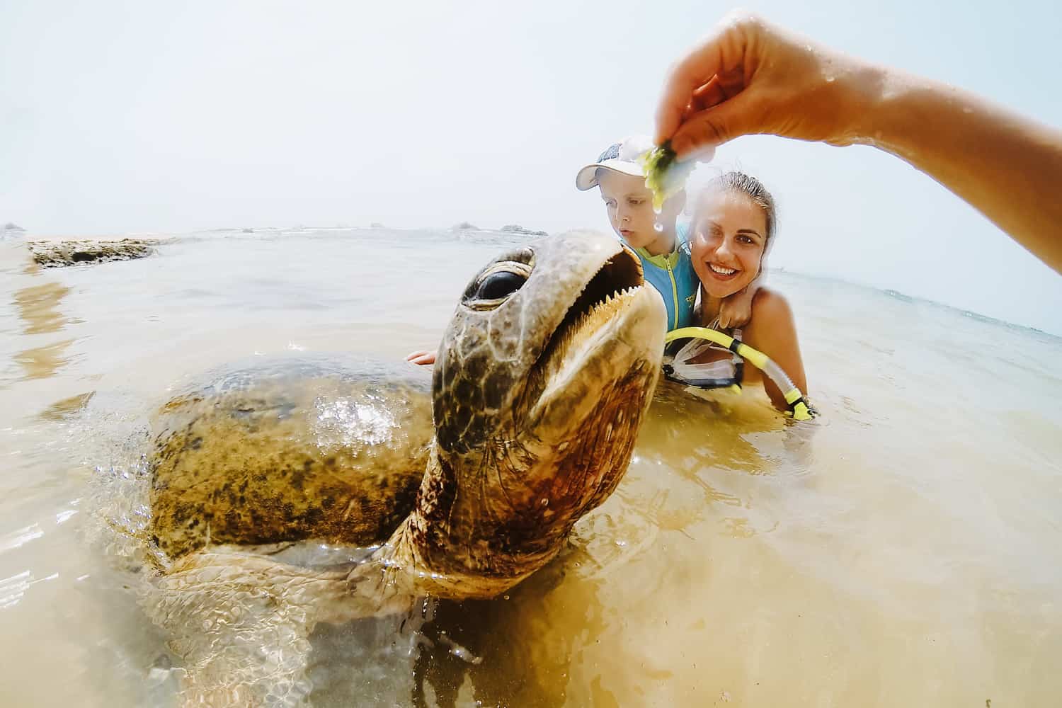 Turtle Watching & Hatcheries